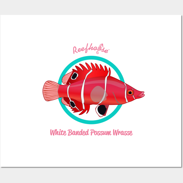 White Banded Possum Wrasse Wall Art by Reefhorse